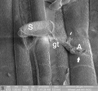 Dr. Yangdou Wei: Blumeria graminis infection of wheat